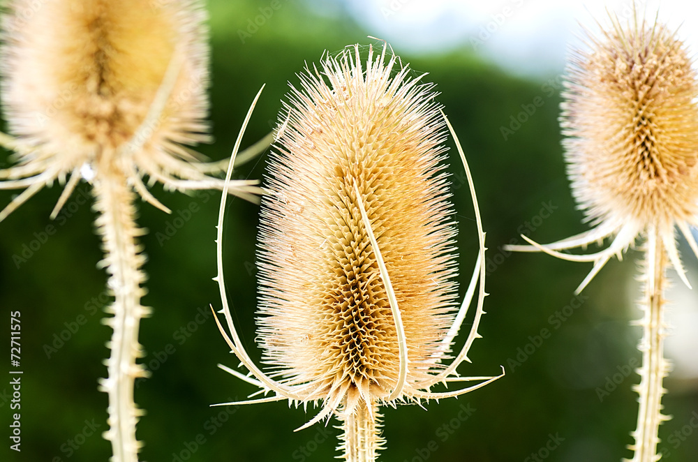 Three dry thistle Three dry thistle