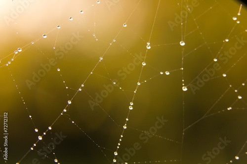 dew on spider web © rades