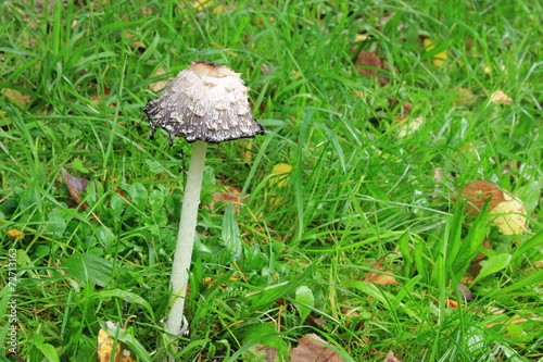 Schopftintling (Coprinus comatus) photo