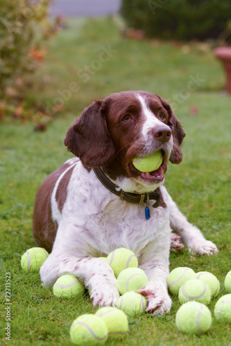 Fototapeta Naklejka Na Ścianę i Meble -  Springer spaniel with tennis balls