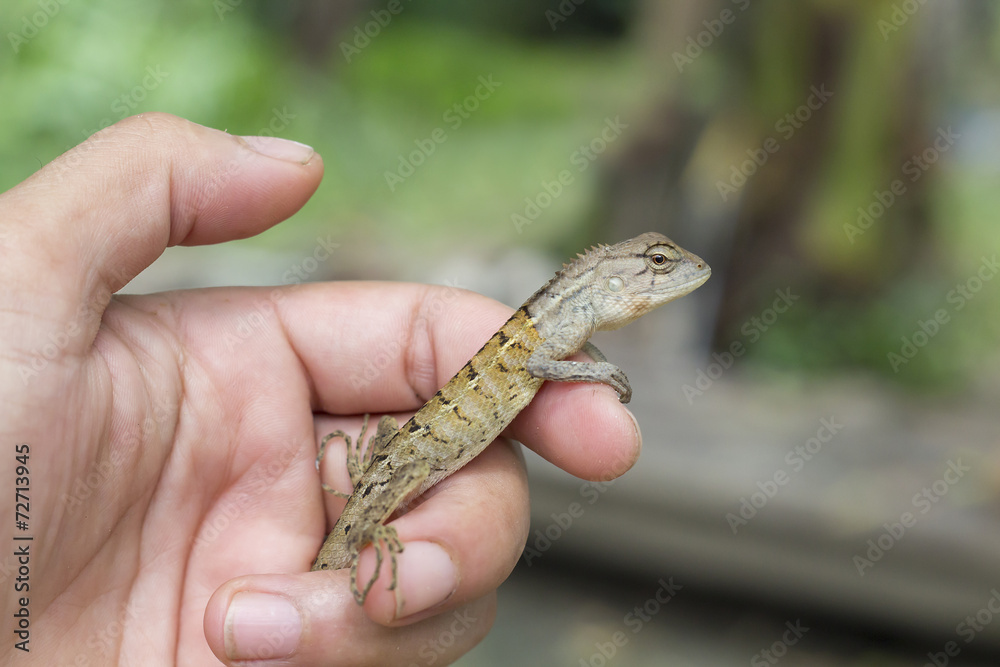 lizard in hand lizard in hand
