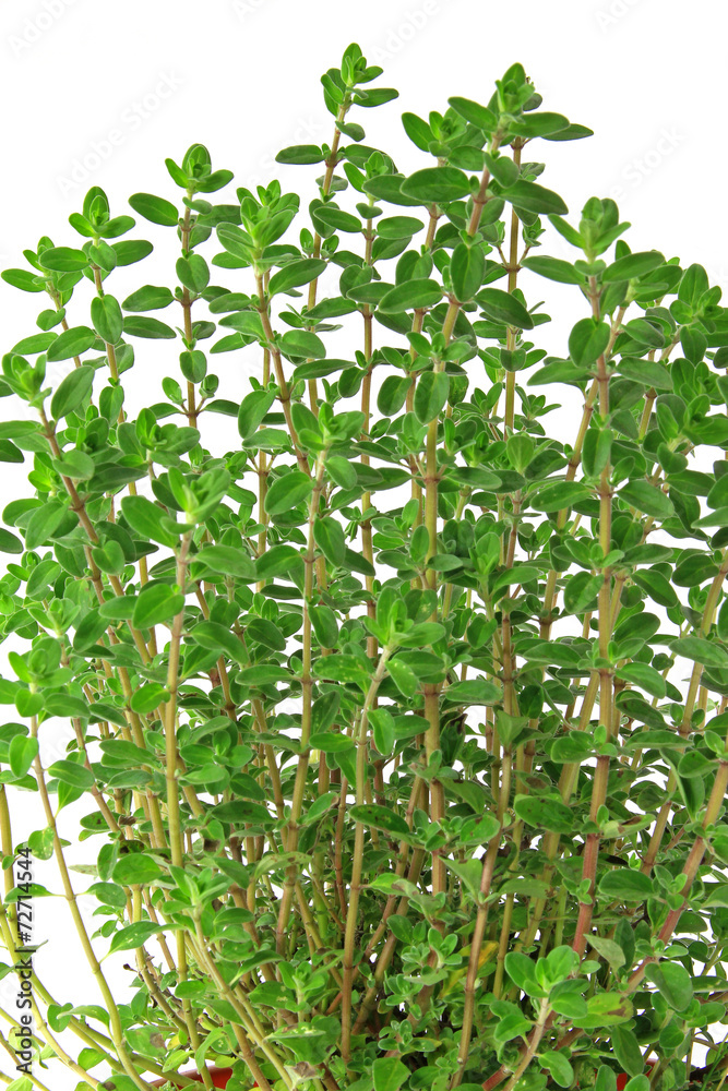 Majoran (Origanum majorana) Majoran (Origanum majorana)