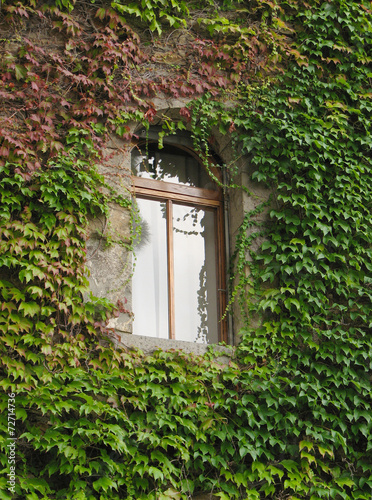 Finestra con Edera