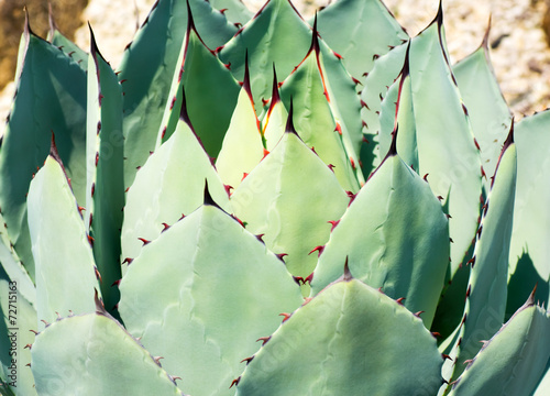 Close up of Agave parryi var. huachucensis photo