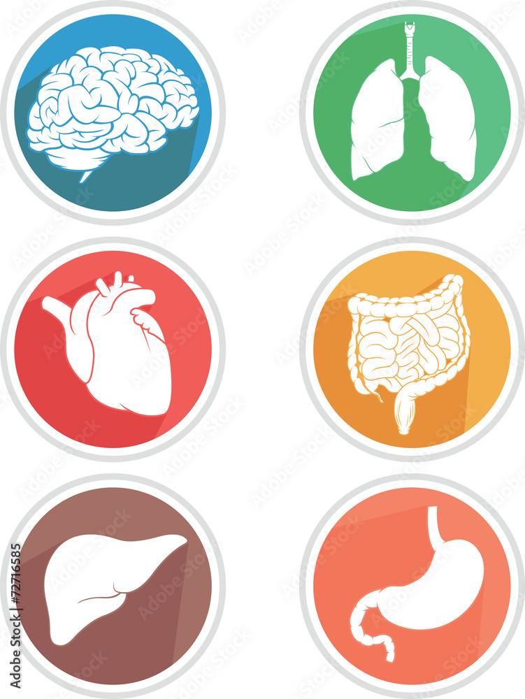 Human Body Organs Icon