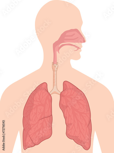 Human Body Anatomy - Respiratory System photo
