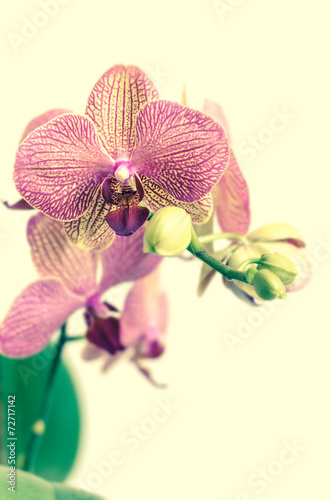 Fototapeta Naklejka Na Ścianę i Meble -  Pink background with orchid flowers