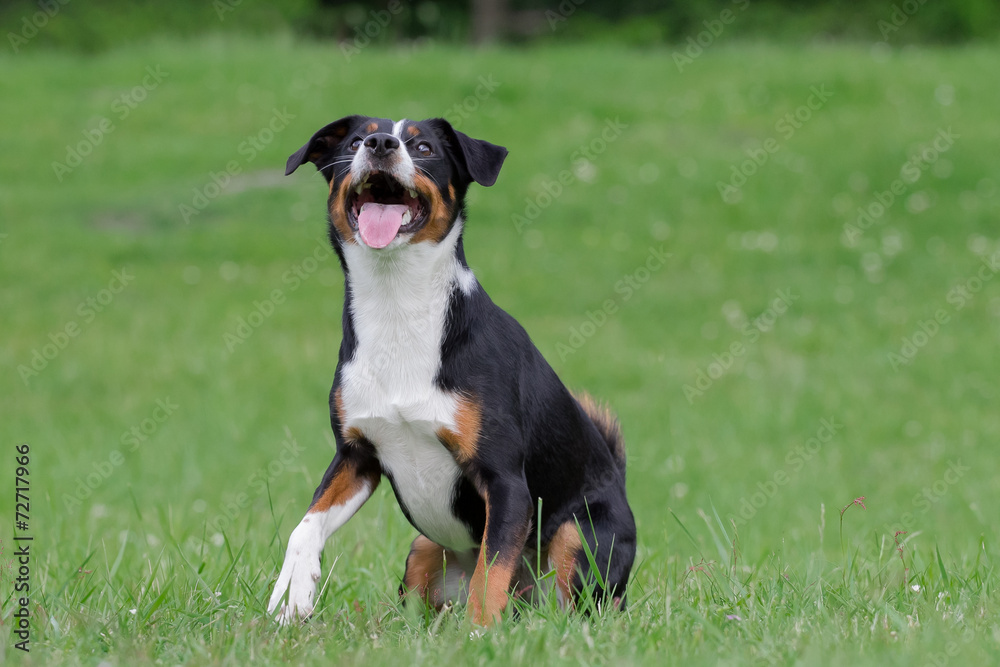 Hunde Portrait