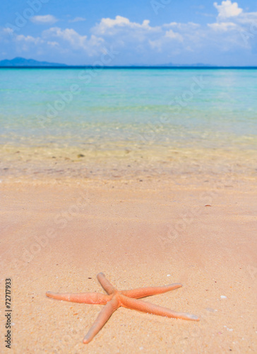 Sea Starlet Natural Details