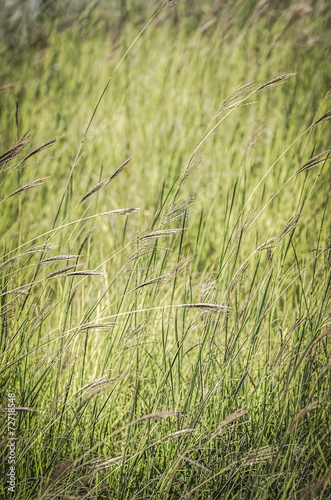 Tall field grass