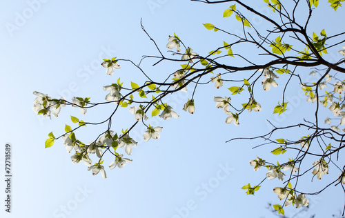 White flowering dogwood tree (Cornus florida) in bloom in sky