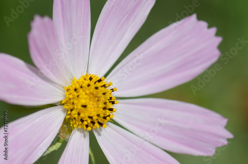 Summer flower