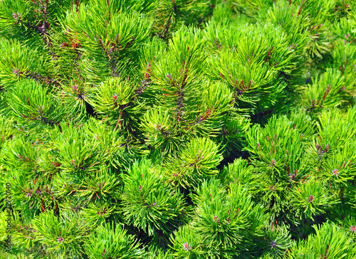fir branches background
