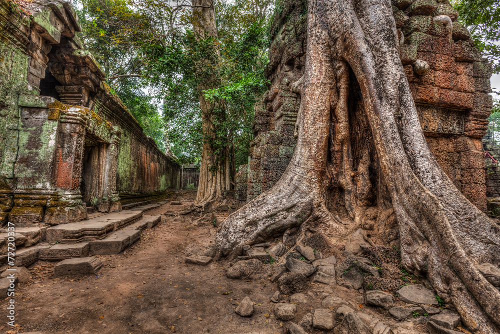 Obraz premium Ancient ruins and tree roots, Ta Prohm temple, Angkor, Cambodia