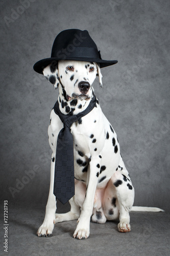 Dalmatian dog photo