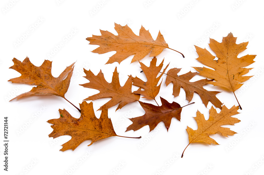Eichenblätter im Herbst StockFoto Adobe Stock