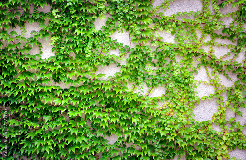 wall with ivy growing on it