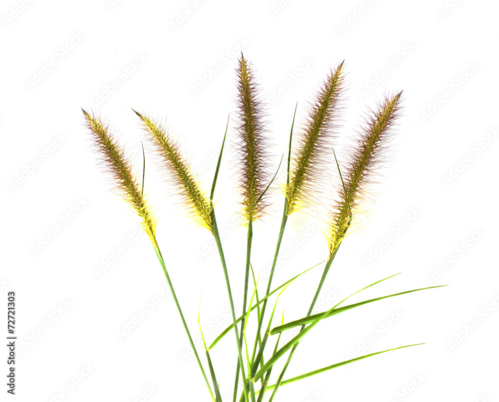 Grass flower Grass flower