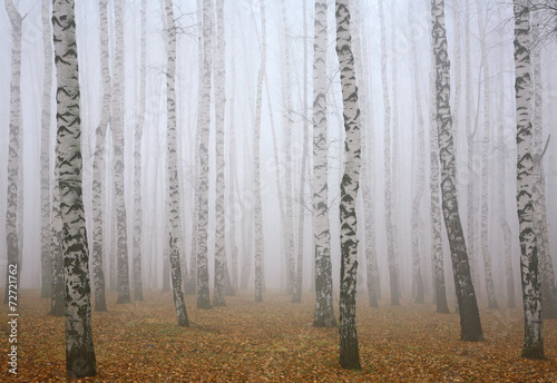 Fototapeta samoprzylepna Głęboko mgła w jesiennym lesie brzozowym