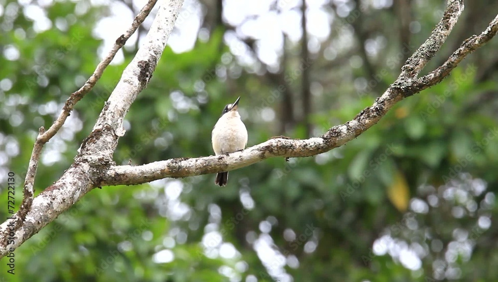 Forest Kingfisher (Todiramphus macleayii) in Cairns, Australia Forest Kingfisher (Todiramphus macleayii) in Cairns, Australia