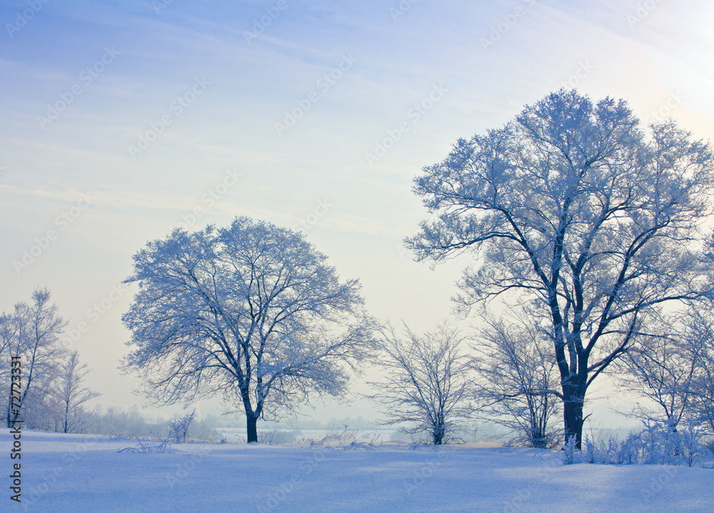 snow covered tree snow covered tree