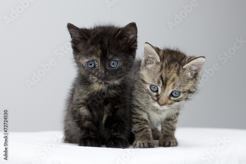 Kittens © aaali