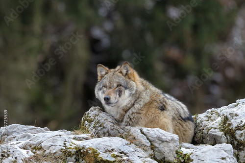 Grey wof lying on top of a rock.