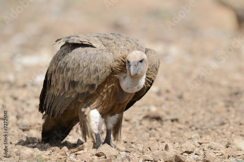 Griffon vulture walking on ground.