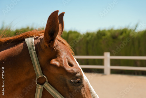 horse head