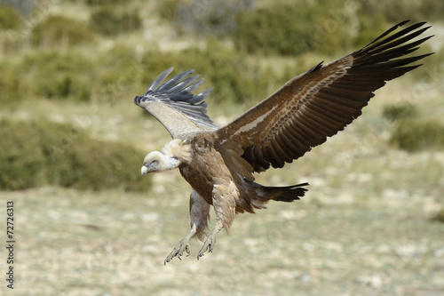 Griffon vulture flying.