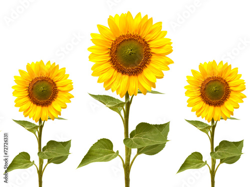 Fototapeta Naklejka Na Ścianę i Meble -  Sunflowers collection