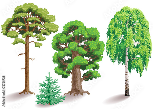 Types of trees