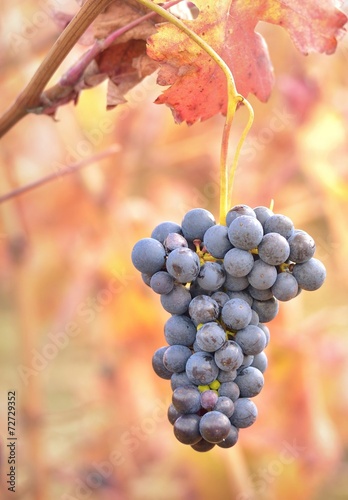 bunch of grapes photo