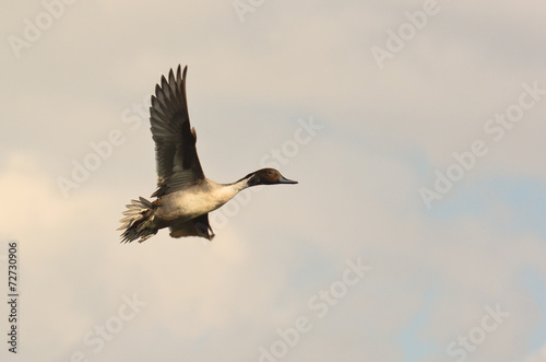 Foto maschio di codone (Anas acuta) in volo
