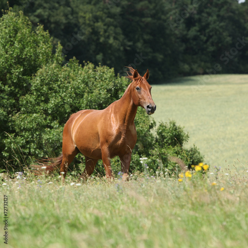 Amazing Budyonny horse running on meadow