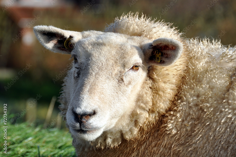 Entspanntes Schaf am Nordseedeich