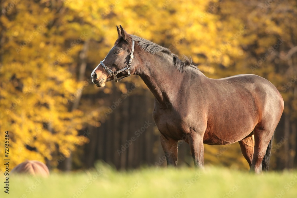 Naklejka premium Horse on the meadow in autumn scenery