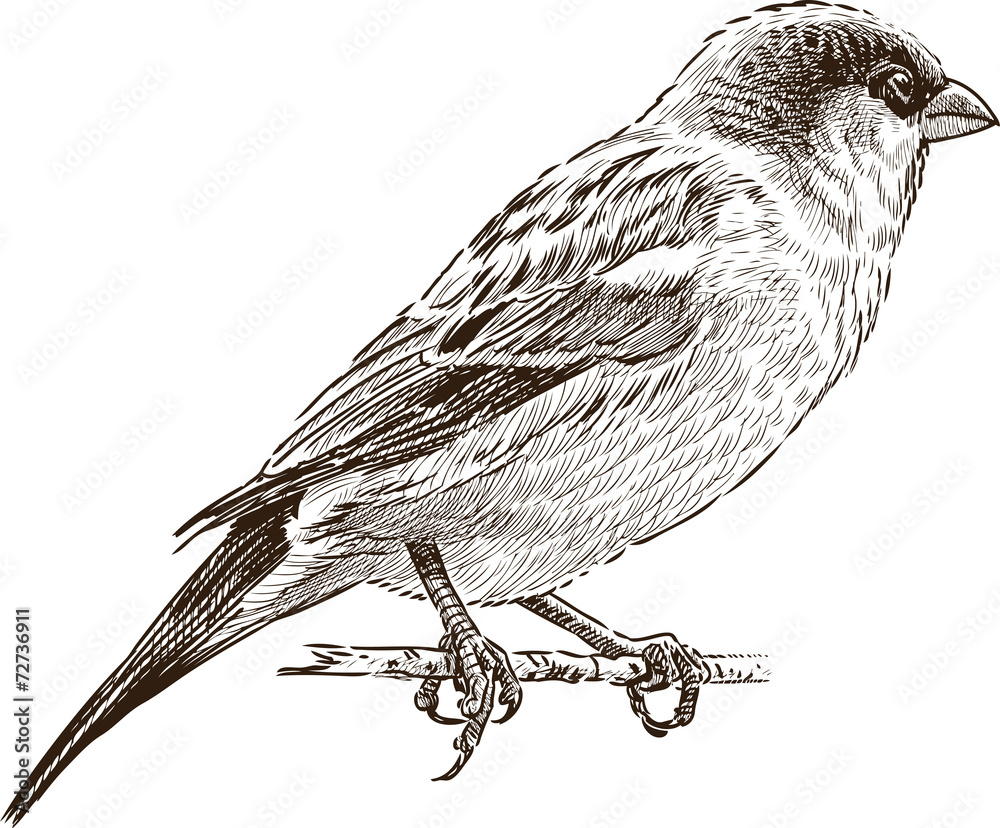 sparrow on branch