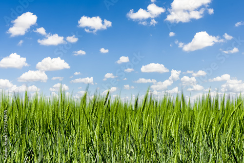 Grass field under a windy blue sky