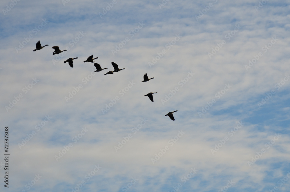 Flock of Geese Silhouetted Against a Cloudy Sky