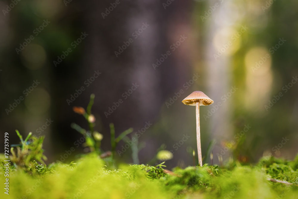 Small mushroom at forest floor during autumn Small mushroom at forest floor during autumn
