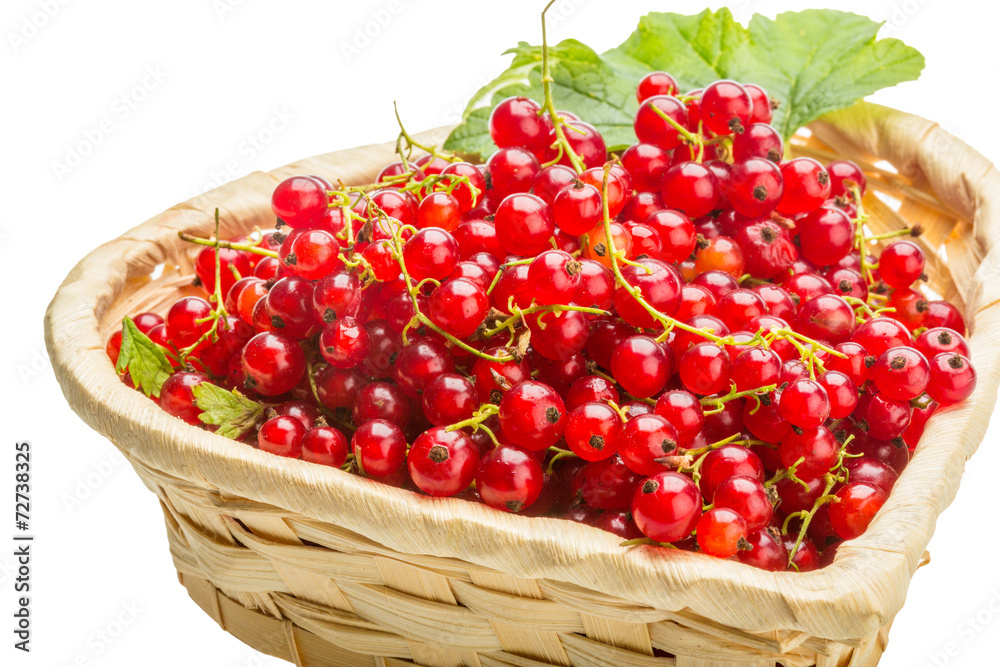 Red currant Red currant