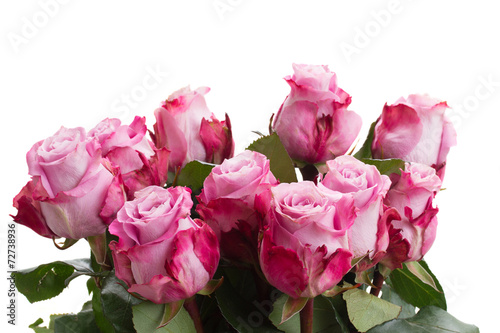 rose flowers close up