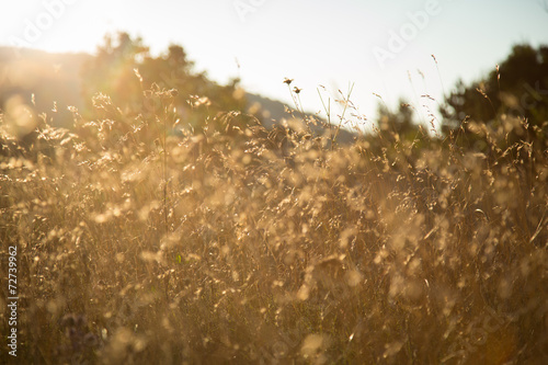 Meadow in susnset © Sasa Komlen