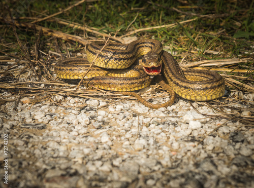 Snake