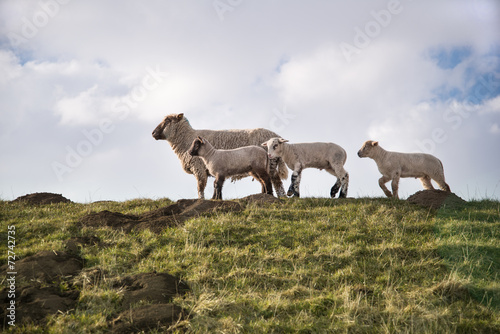 Schafe Muttertier u. L  mmer