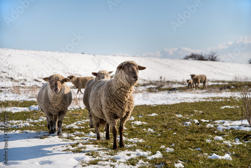 Schafe am Deich