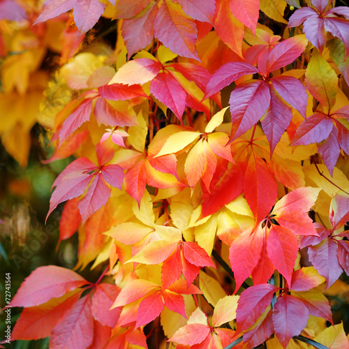 Colorful and bright autumn leaves