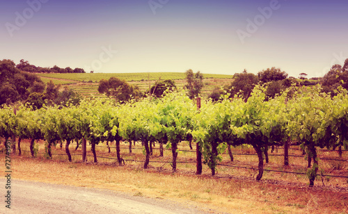 Rows of grapevines taken at Australia s McLaren Vale