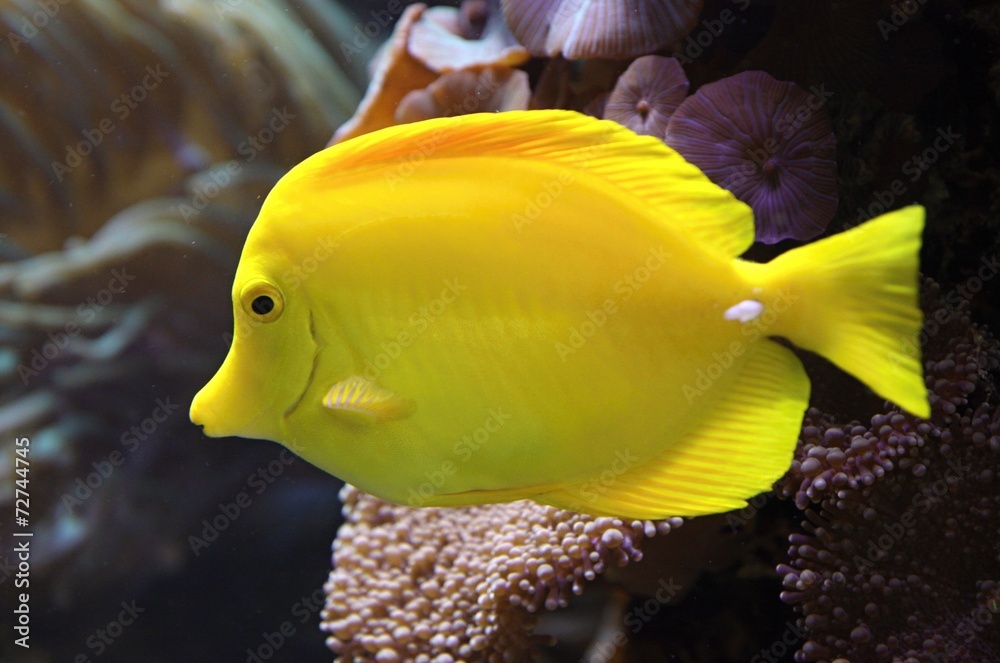 Yellow Tang fish (Zebrasoma flavescens) Yellow Tang fish (Zebrasoma flavescens)